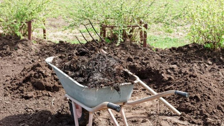 �������� ������� ����� �� �����������: ������ ��� �������� ������