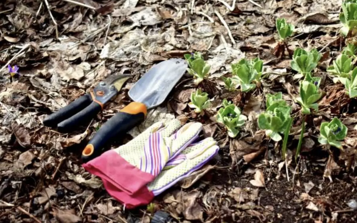 Апрель: активные действия в саду и огороде