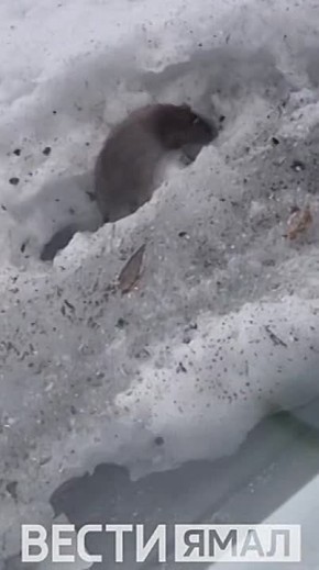 «Нас атаковали, спасите! То мыши, то крысы…» — жалуются жители дома № 65 на улице Обской в Лабытнанги