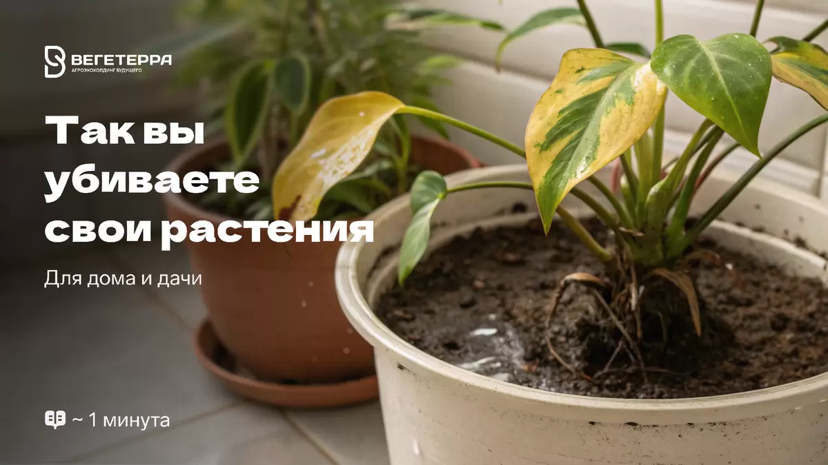 Зимние фрукты: сладкий вкус, проверенный природой