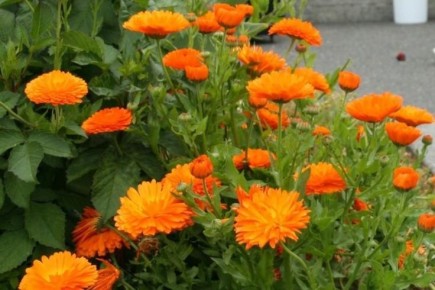 ���������: ����������� �������� ��� ������ ����