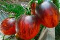 Томаты Гаргамель: необычный взгляд на любимый овощ