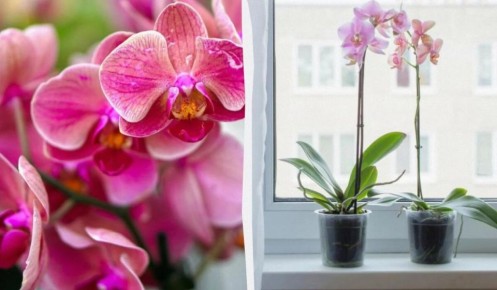 ��� ��������� ����� � �������: ��������� �������� ������ ��� ������������� ��������