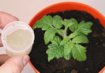 ��� ������ ������� ������ ������� �������: ������ ��������