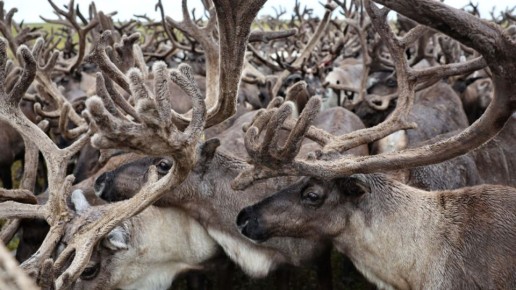 ��������� ����� ����� ���� ������������: �� ������ ������� �����