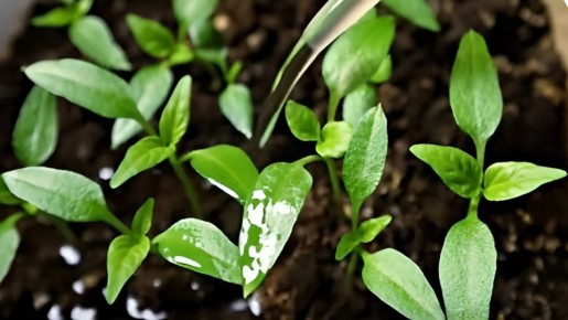 ��� ��������� ������������� ������� ����� ��� ��������� �����