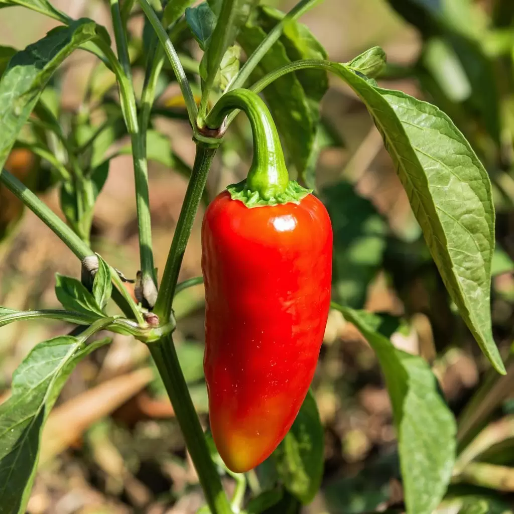 Почему ваш перец не растет? Время выяснить причины