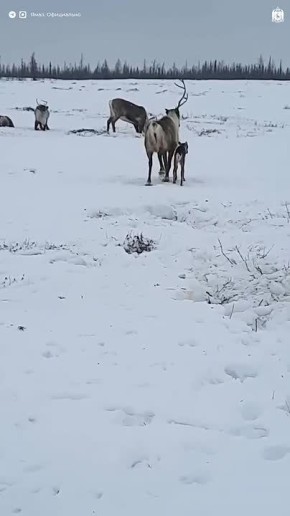 ������ �������� � ������� ������� ����� �� �����