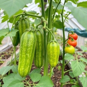 ��� ���������� ������ � �������� � ����� �������: ������ ���������