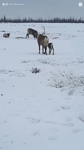 ����� �� ����� ��� �������� ������� ��������� � ���������� ������� ��������