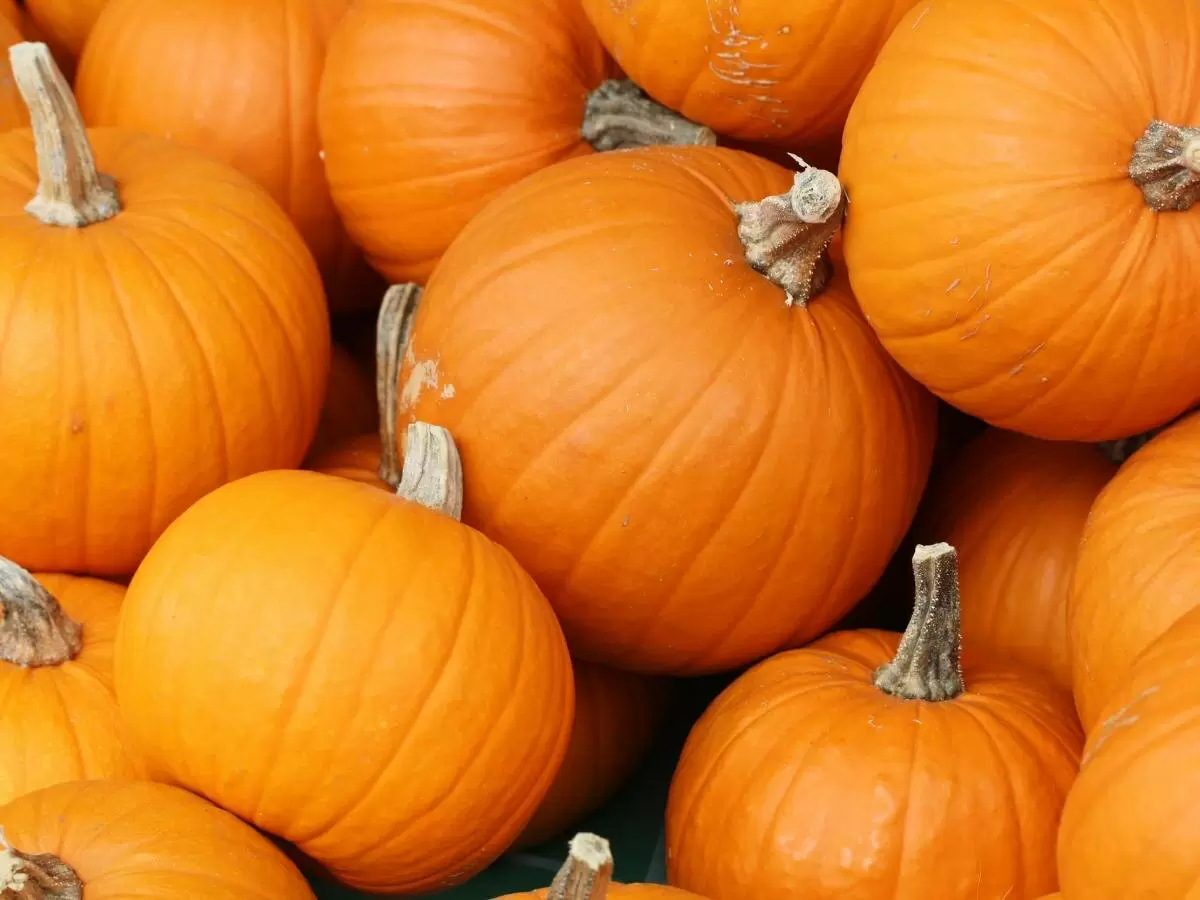 Как простая доска превращает тыквы в идеальные плоды