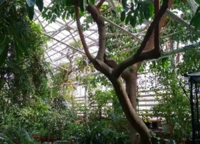 Городские оазисы: как крышные и балконные сады меняют облик мегаполисов