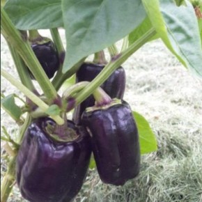 ����� ������ ���� � ������ ������ ������� ����������