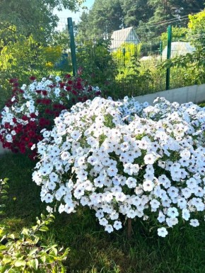 ������� ������: ����������� ��� ������ ����