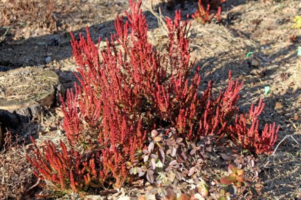 ����� ������� ��������� ����: ������� ������ "Zoe" � ������