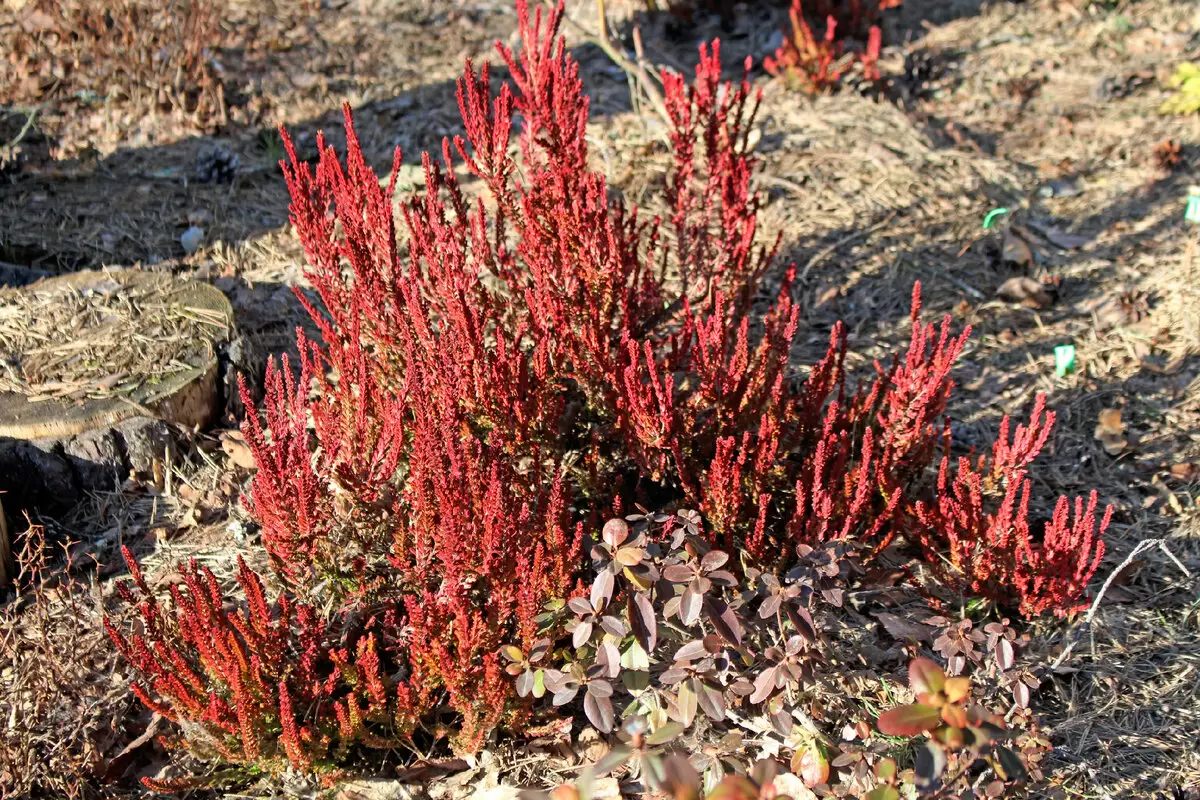 Яркие акценты весеннего сада: красный вереск "Zoe" в фокусе