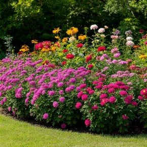 Тренды 2026 года: 10 растений для невероятных клумб