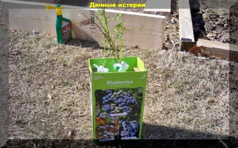 Тайны успешного выращивания голубики: советы для начинающих дачников