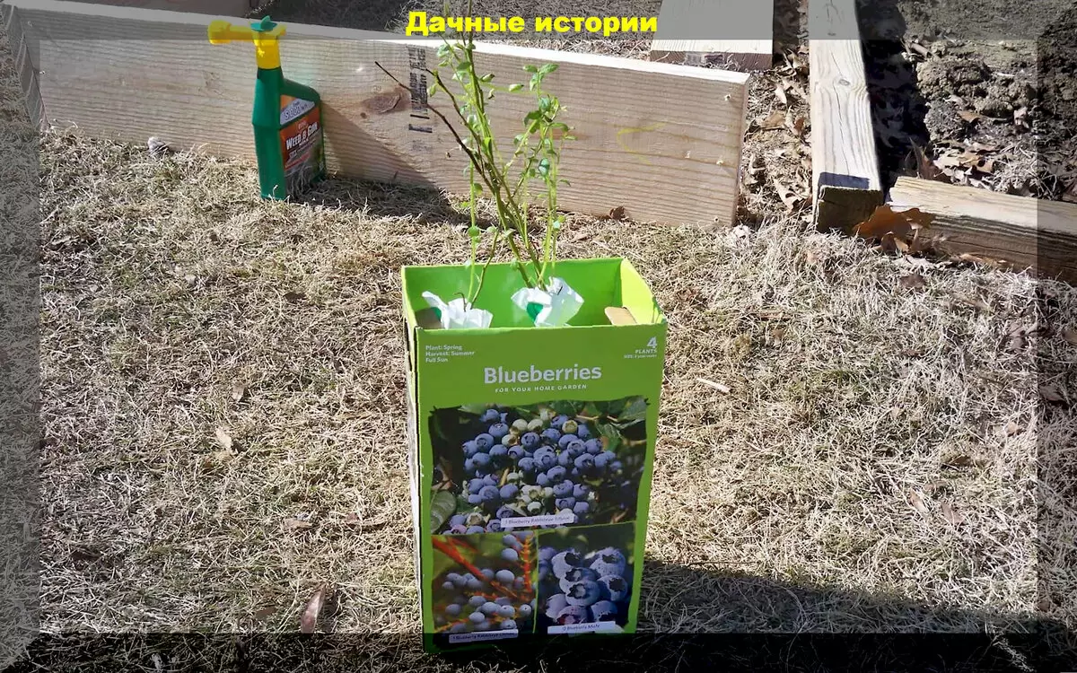 Тайны успешного выращивания голубики: советы для начинающих дачников