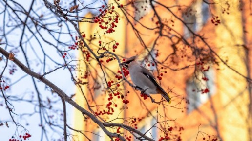 ������ ������ ����������� �������� ������