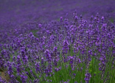 ��� ���������������� �������������: ��������� �������� ��� ������ ����