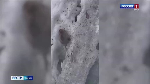 ��� �������� � ������� � ������: ������ ����������� �� ����������