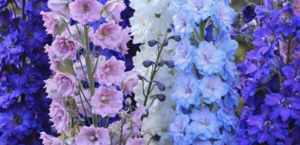 ��� ��������� ���������� �� ��������: ������ ��� ���������