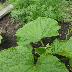 ������ ����������� ��������� �� ������ ����������� ����� � �������?