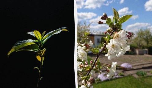 ���������� ���� ��������: ��� ������� ���� �������� ���