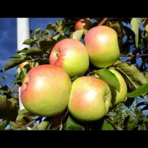 ������ �������: ������� ������� ������ � ������� �������