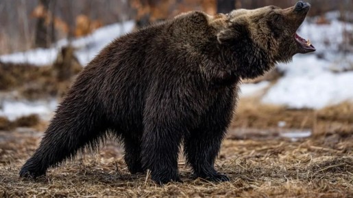 ������� ����� ���� ����������� � ������������� ���������