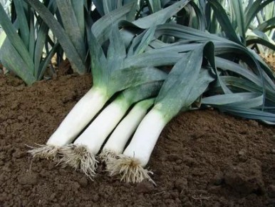 ��� ��������� ���-����� � ������� ������ �� ���� �����