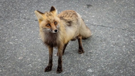 ������ ����, ��������!. ��, �������� ��������� ���������