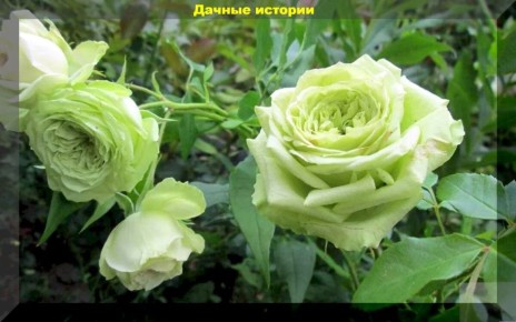 ��� ��������, ������� ����� ������ ��������: ���� ������ �� ����� ���������� ����