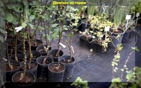 ��� ������� �������� ������� ������: ������ ��� ���������� ���������