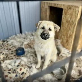 ������� ������ �� �������������� ������ �������� ���: