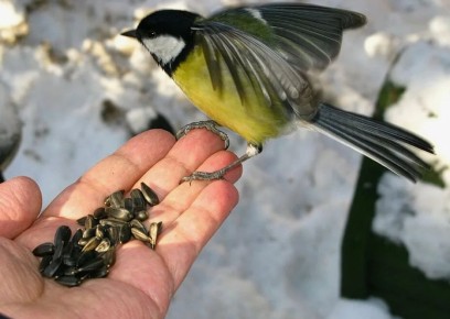 ��� ��������� ������� ������� �����: ������ ������ � ���������