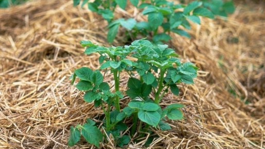 ����������� ��������� ��� �������: ����� ������ �� ������������ �����