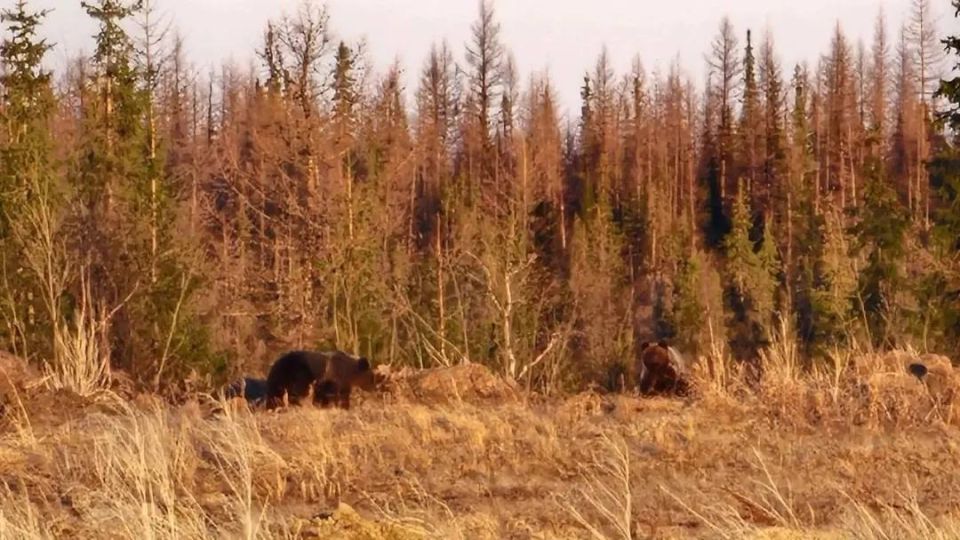 Два медведя попали в объектив северянки у Аксарки Два медведя попали в объектив северянки у Аксарки