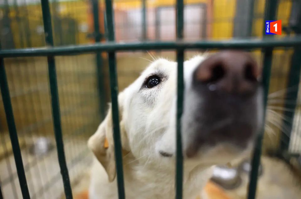 Прямо сейчас эти глаза смотрят на вас из приюта Ноябрьска Прямо сейчас эти глаза смотрят на вас из приюта Ноябрьска