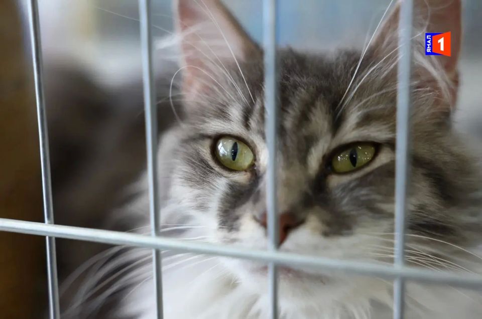 Прямо сейчас эти глаза смотрят на вас из приюта Ноябрьска Прямо сейчас эти глаза смотрят на вас из приюта Ноябрьска