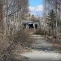 На улицах окружной столицы стартовала обрезка тальника