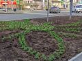 В центре Салехарда высадили партию цветочной рассады