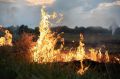 В лесах Ямала зафиксировано три действующих пожара на площади 24,5 га