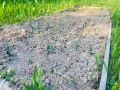 Как вырастить богатый урожай на грядках