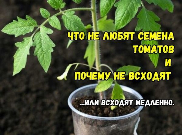 Почему семена томатов могут не прорасти: неожиданные причины и советы