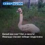 В Ноябрьске спасли лебедя, покрытого мазутом