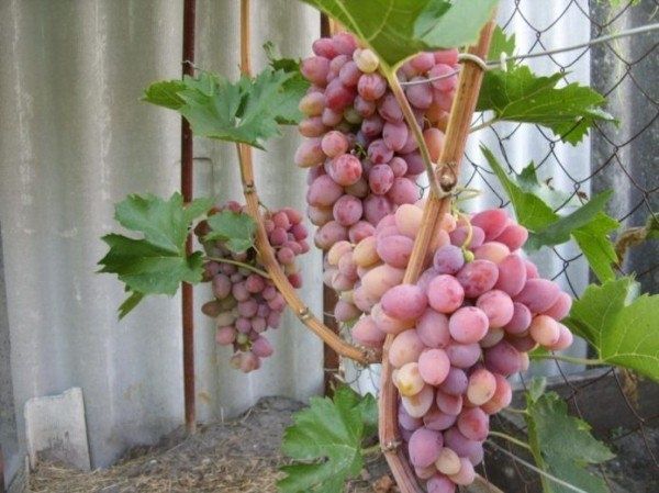 Виноград Азалия: Новый взгляд на ранние сорта с отличными качествами