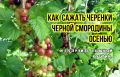 Как осенью вырастить роскошные кусты черной смородины без лишних хлопот