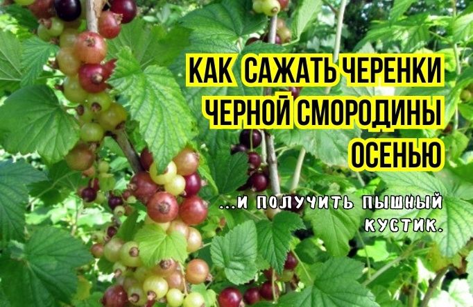 Как осенью вырастить роскошные кусты черной смородины без лишних хлопот